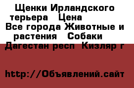 Щенки Ирландского терьера › Цена ­ 30 000 - Все города Животные и растения » Собаки   . Дагестан респ.,Кизляр г.